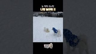 눈이 펑펑 오던날 소노펫에서 신나는 하루 #cotondetulear #꼬똥드툴레아