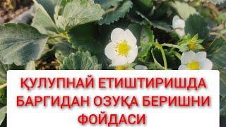 Қулупнай етиштиришда баргидан озуқлантириш  тўғрими +998973439321