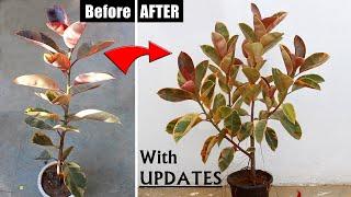 My SECRETS To Make RUBBER Plant BUSHY!