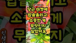 당근 마켓에 밥솥 올리고 소중한게 무엇인지 알았어요#사연#실화사연#당근#밥솥#중고거래#좋은글#반전사연