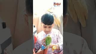 Meet My Cute Birdie Buddy | ARYAN NIHAR M | #parrot #birds #pets #shorts #trending #cute #love