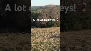 Turkeys!!! #viral #deer #fishcatching #outdoorsman #fishing #outdoors#turkey #turkeyhunting#outdoors