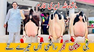 Usman Gujjar | Australian Friesian Cows | American Cows | Jani Best | 8 September 2024