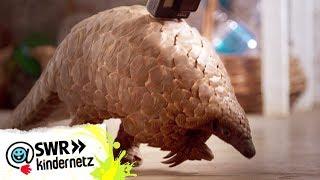 Pangolin: Die laufende Kamera | OLI's Wilde Welt | SWR Kindernetz