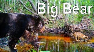 Florida Trail Camera Pickup: Creek of the Bears and Bobcats