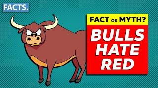 FACT OR MYTH: Bulls Hate Red?