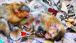 Summary Full Story.!! Abandon Monkey Open F_ighting With Teammate To P_rotecting Baby LEO