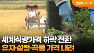 세계식량가격 하락 전환…유지·설탕·곡물 가격 내려 / 연합뉴스TV (YonhapnewsTV)