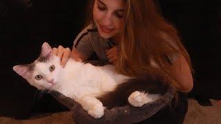 Kitty ASMR ~ Petting, Soft Whispers ~