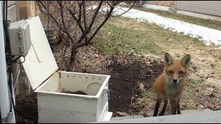 Mother Fox Returns For Her Babies | Never Seen Before Footage!!