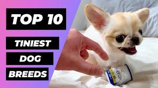 10 Smallest Dog Breeds on Earth!