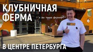 Клубничная ферма в центре Петербурга