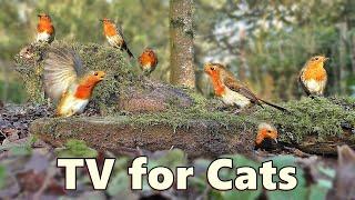 Cat TV Extravaganza ~ Birds and Squirrels Everywhere ⭐ 8 HOURS ⭐