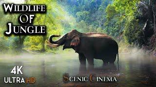 Jungle Wildlife With Nature Music | Scenic Wildlife Cinema