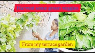 #terracegarden#youtubeshorts#short#vegetables#harvest#harvesting#spinach  today I'm harvest veggies