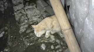 KUCING KUNING LOG IN #catlovers #video @wlz turet