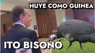 Ito Bisonó huye como una guinea #josepeguero