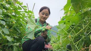 17 year old single mother picks fruit and cooks for her young son daily life-ly nha hien