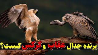 نبرد بین عقاب و کرکس | کشمکش های بین عقاب و کرکس