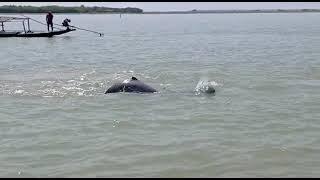 #Irrawaddy Dolphins in chilika lake