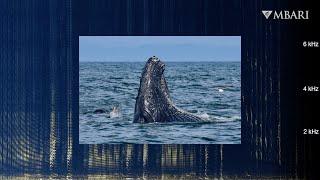 Immerse yourself in songs of humpback whales: Early autumn in Monterey Bay