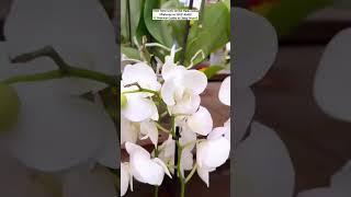 Buy Rare Orchid Plants Online #Orchid #flowers #plants #gardening #orchidcare #ytshorts #Indiasale