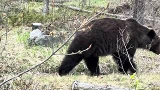 Wildlife Encounters- Grisly Bear, black bear, deers, moose in Banff and Jasper National parks