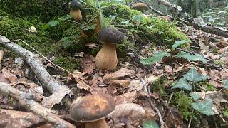 Boletus Aereus y Amanita Caesarea a mediados de Septiembre de 2023