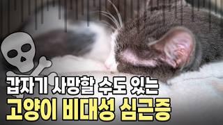 고양이를 갑자기 죽이는 심장병. 고양이 비대성 심근증(HCM)