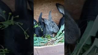 Kaninchenbabys - wohlauf - sweet Bunnys - Rabbits - Deutscher - Riese - Mix - Animals Video - Cute 2