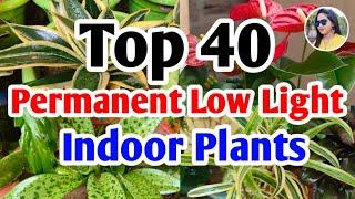 Top 40 Permanent low light indoor plants  #lowlightplants #lipshaworld #indoorplants #houseplants