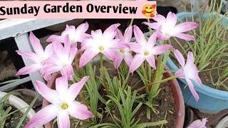 Sunday Garden Overview  Catlogue link:-https://wa.me/c/918788571162