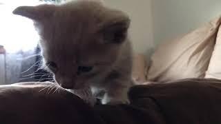 My Baby Kitty video 2!! ‍⬛