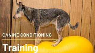 Canine Conditioning: Strengthening Your Dog's Body and Mind