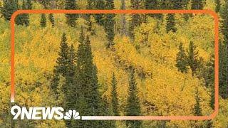 Where to find gorgeous fall colors in Colorado?