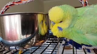 "Хорошая птичка" Говорит попугай || Урок для обучения попугая № 2.2