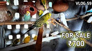 AAYE AAJ HUM DIKHATE HAI SASTE MEIN MAST BUDGIES || VLOG 59 || MD.ANAs.VLOGs