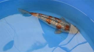 Auktion #265, Konishi Koi Farm, Ginrin Ochiba Shigure, 47 cm, 2 Jahre, weiblich