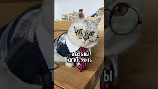 Собеседование на должность учителя, смешные коты - майя  #смешныекоты #кошка #работа