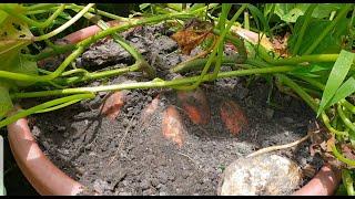 Sweet potato harvesting in pot #short