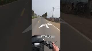 Этот голубь очень умён #shorts