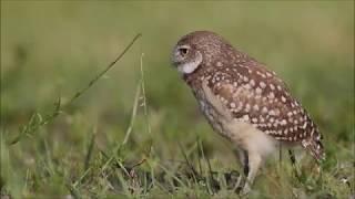 Owlet Vs. Weed