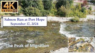 Salmon Run at Port Hope - September 17, 2024 - 4K