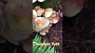 Toxic mushroom毒蘑菇: Sulphur Tuft