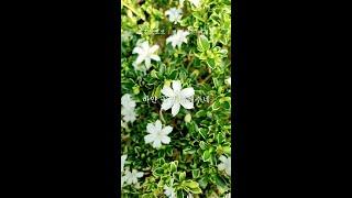 별빛 닮은 백정화 (Serissa Japonica) - 꽃님 Kkot Nim