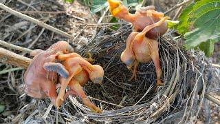 Baby cuckoo bird dropped both the babies @AnimalsandBirds107