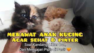 MERAWAT ANAK KUCING USIA 1 BULAN AGAR TETAP SEHAT & PINTAR - Mengajari ke Pasir