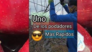 Uno de los más Rápidos podadores,  En Washington state