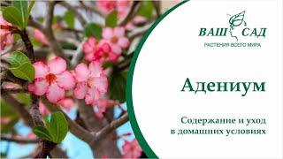 Адениум (Adenium). Правила ухода, размножения и содержания в домашних условиях | Ваш сад