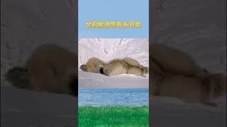 看“滑雪健将”北极熊滑雪！#animal 【跟着图尔去旅行】